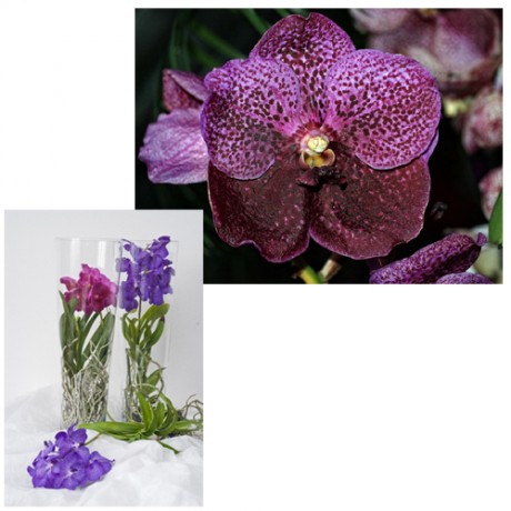 rod orchidea - vanda