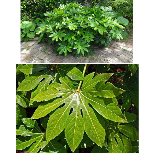 aralia ( fatsia)