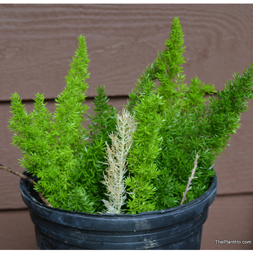 asparagus densinflorus meyeri (štětka na flašky)