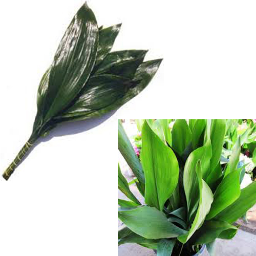 aspidistra