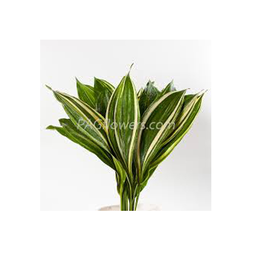 aspidistra dracena