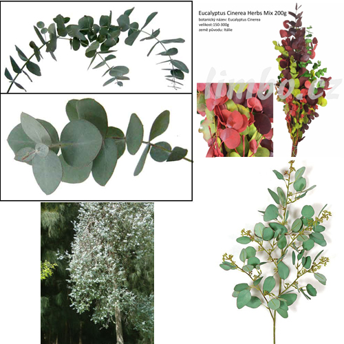 eucalyptus cinerea