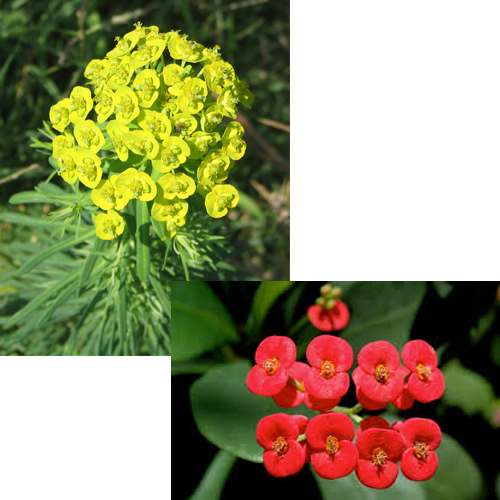 euphorbia