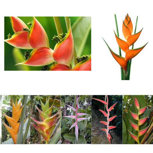 heliconia