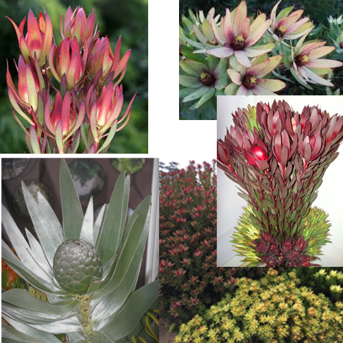 leucadendron