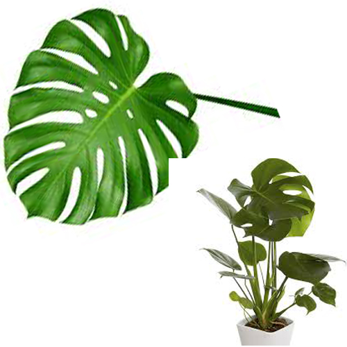 monstera