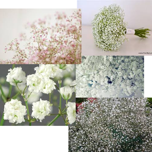 nevěstin závoj - gypsophila