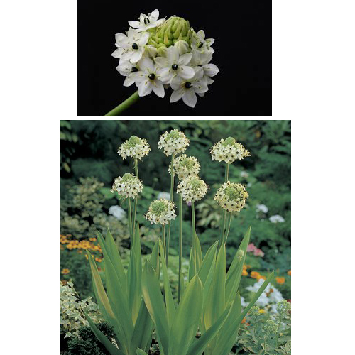 ornitogalum arabicum