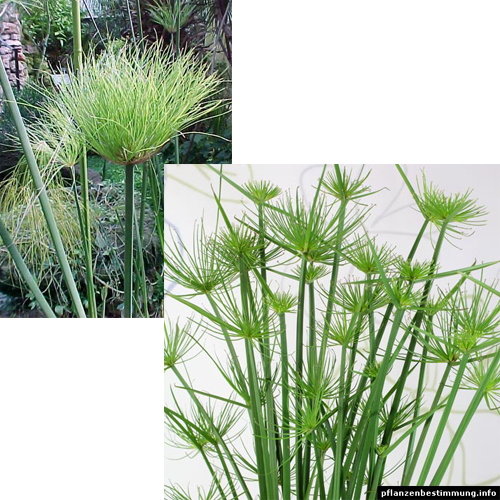 papyrus (kočičí tráva) - cyperus