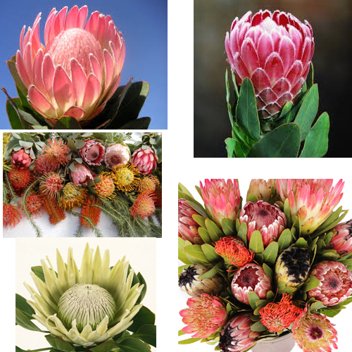 protea