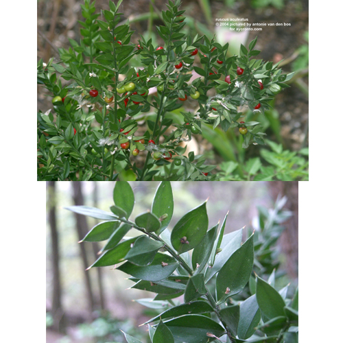 ruscus aculeatus