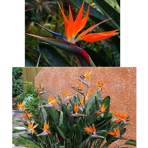 strelitzia