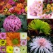 chryzantéma jednokvětá či drobnokvětá (trsová) - listopadka či kopretinka