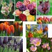 tulipán - tulipa